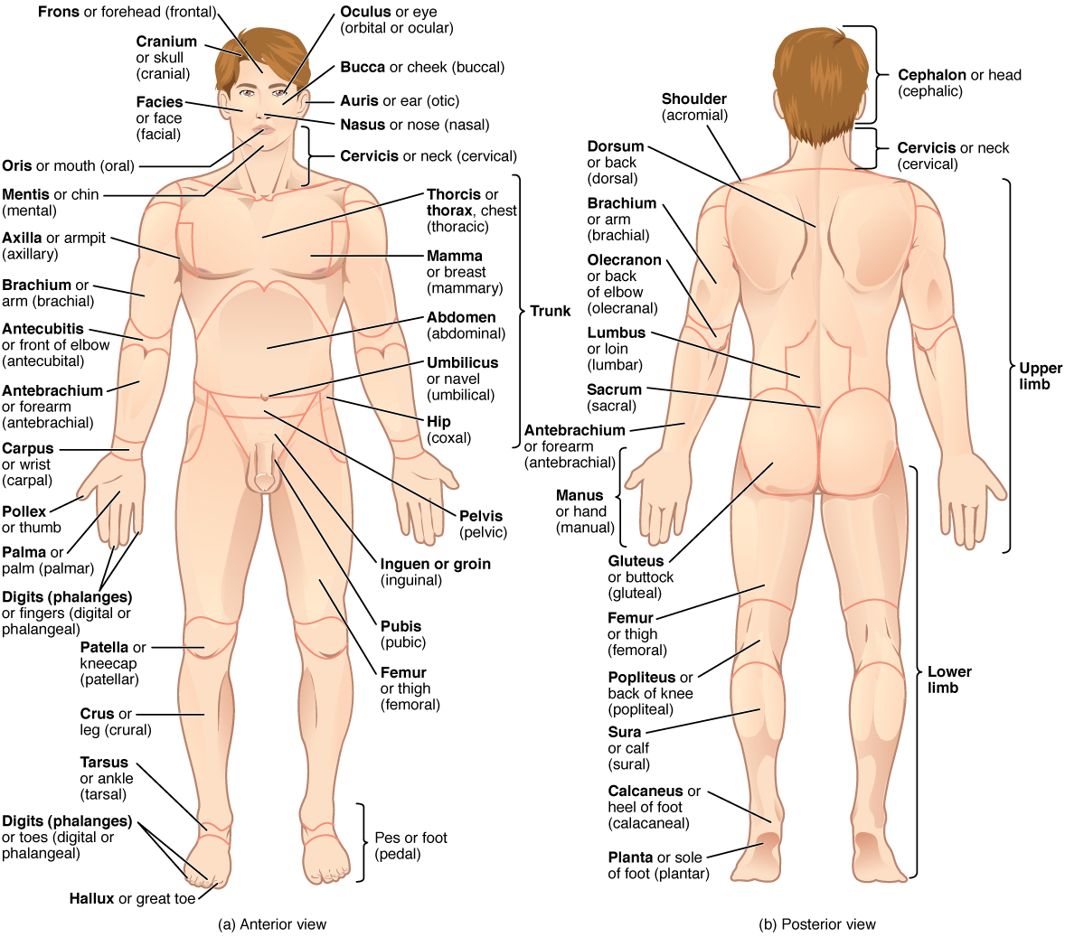 Il Corpo Umano - The human Body